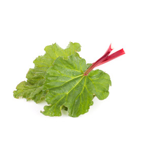 Rabarbara