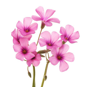 Kislica