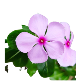 Vinca