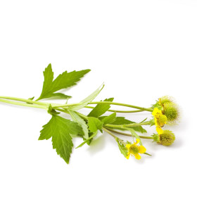 Geum