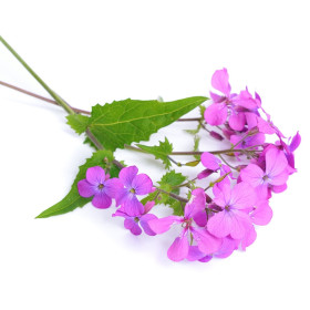 Lunaria