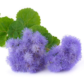 Starček