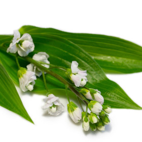 Arabis