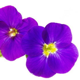 Aubrieta