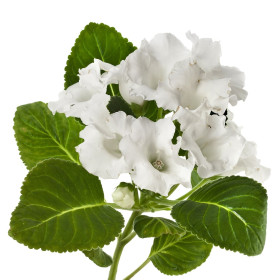 Gloxinija