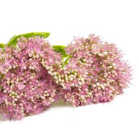 Sedum