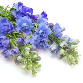Delphinium - enoletnice