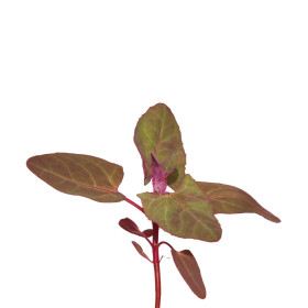 Blitva