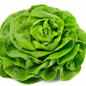 BIO solata