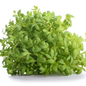 Druga BIO listnata zelenjava