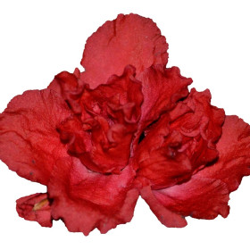 Begonije - enoletnice