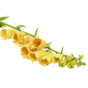 Náprstník