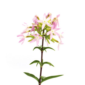 Saponarija