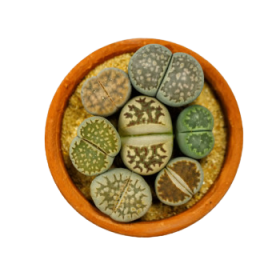 Lithops