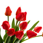 Tulipani