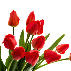 Tulipani