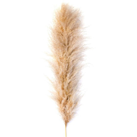 Pampas trava