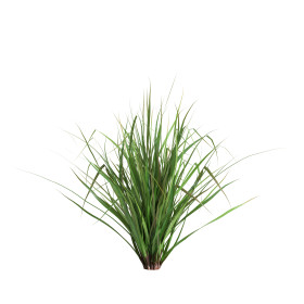 Citronová tráva
