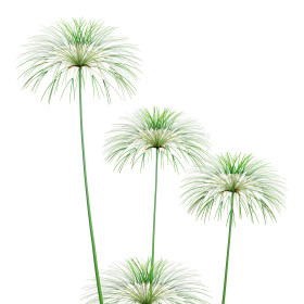 Papirus