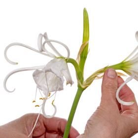 Peruánský narcis