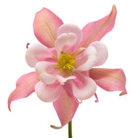Aquilegia