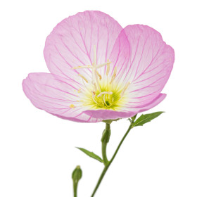 Večerna primula