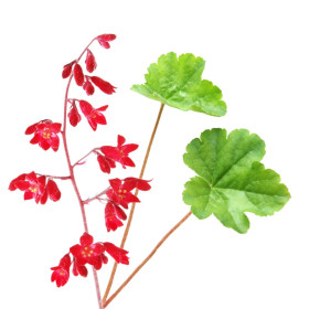 Heuchera