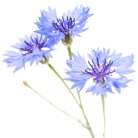Chrpa