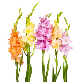 Gladiolus