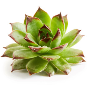 Sukulent