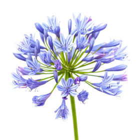 Agapanthus