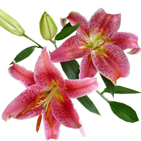 Lilija