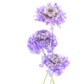Scabiosa