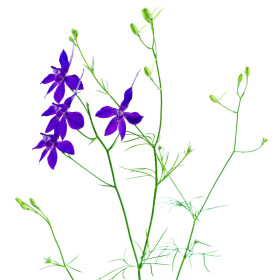 Delphinium
