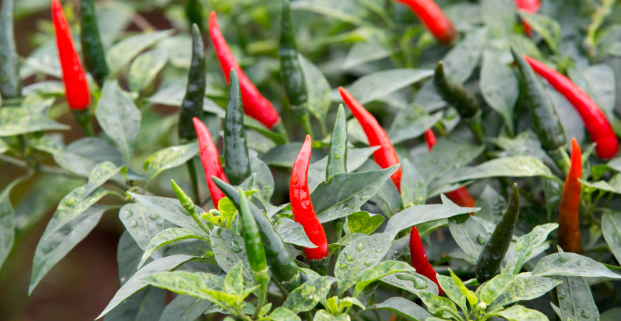 Vše o pěstování chilli ze semen