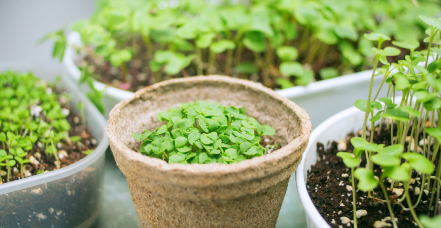 Microgreens – lístky mladé zeleniny jsou bohatým zdrojem živin 