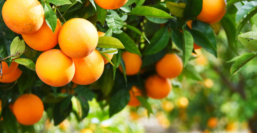V zimním období citrusy posílí vegetační klid 