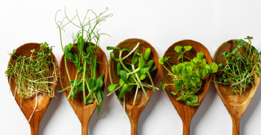 Microgreens během zimy hravě nahradí zeleninu