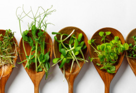 Microgreens během zimy hravě nahradí zeleninu