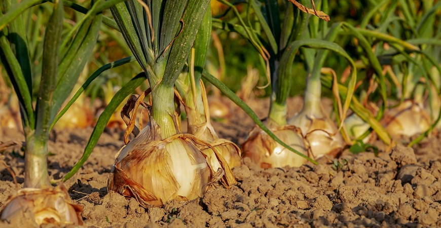 Vyséváme a pěstujeme: cibule ze semen