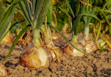 Vyséváme a pěstujeme: cibule ze semen