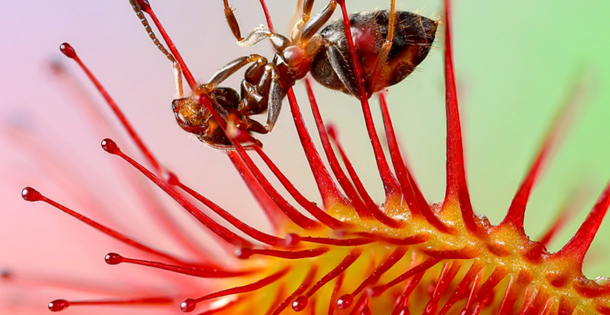 Jak pěstovat rosnatky (Drosera) 