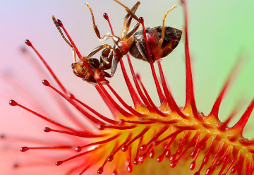 Jak pěstovat rosnatky (Drosera) 
